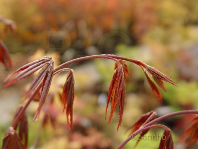 Acer palmatum 'Bruin Hemelrijk'