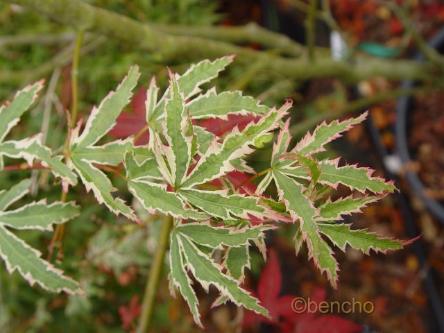 Acer palmatum 'Butterfly'