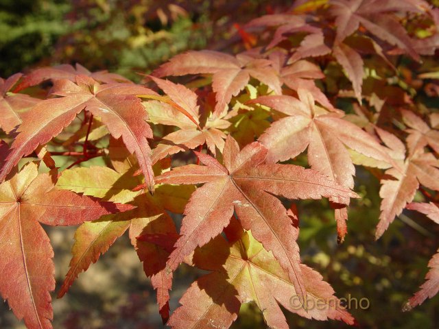 Acer palmatum 'Sin chichio'