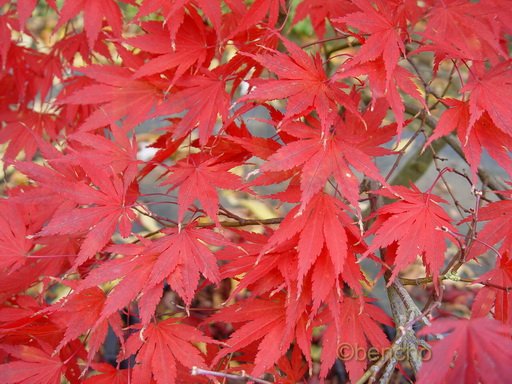 Acer palmatum 'Chitoseyama'