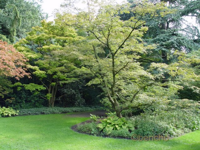 Acer palmatum 'Coral Pink'