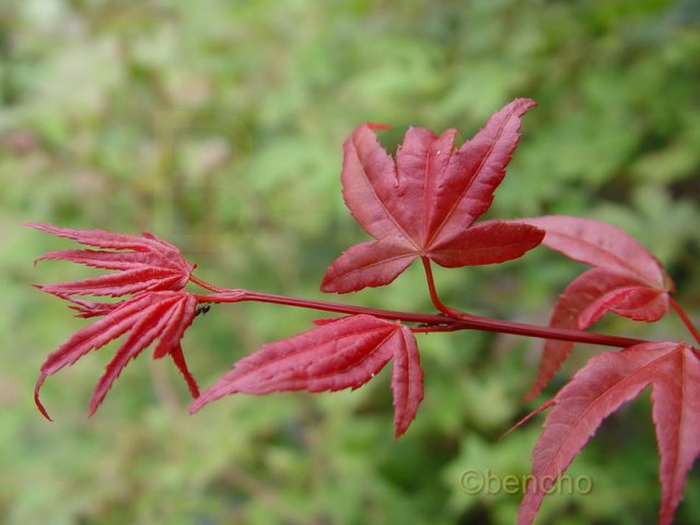 Acer palmatum 'Deshojo'