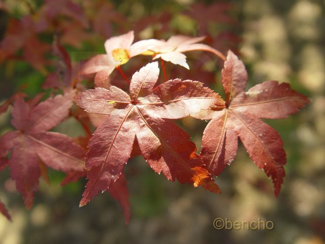 Acer palmatum 'Deshojo'