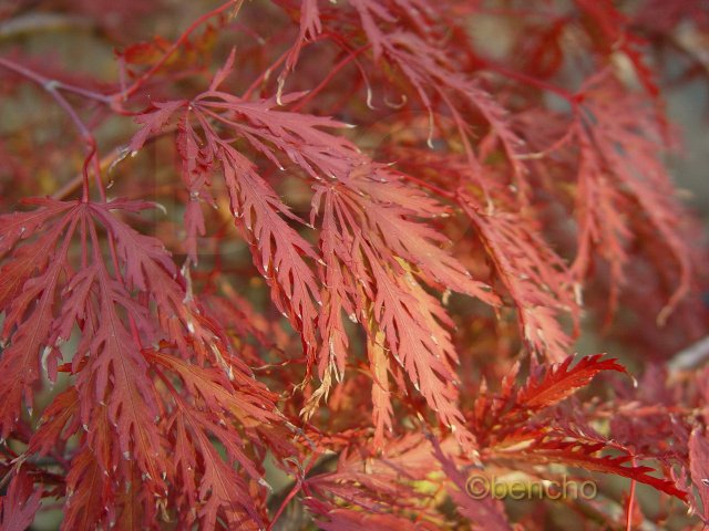 Acer palmatum 'Dissectum Nigrum'