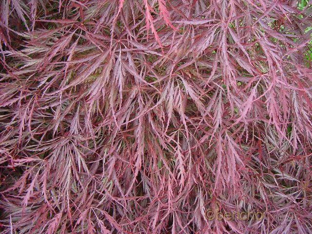 Acer palmatum 'Dissectum Nigrum'