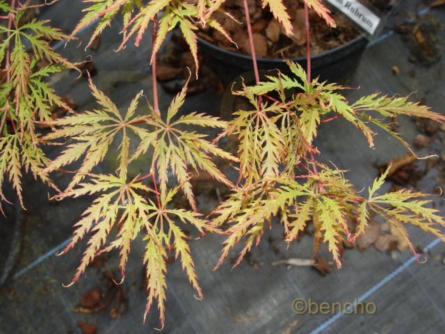 Acer palmatum 'Dissectum Rubrum'