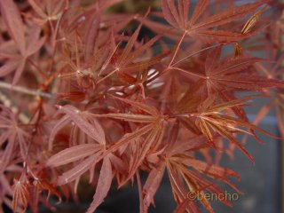 Acer palmatum 'Aka shishigosan'