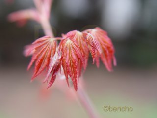 Acer palmatum 'Akane'