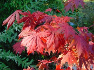 Acer palmatum 'Akatayioo'