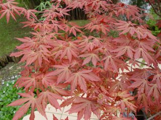 Acer palmatum 'Akatayioo'