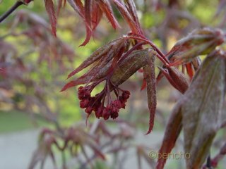 Acer palmatum 'Akegarasu'