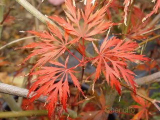 Acer palmatum 'Alloys'