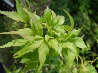 Acer palmatum 'Ao ba jo'