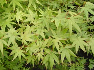 Acer palmatum 'Ao ba jo'