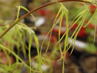 Acer palmatum 'Ao yagi gawa'