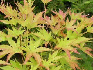 Acer palmatum 'Arano'