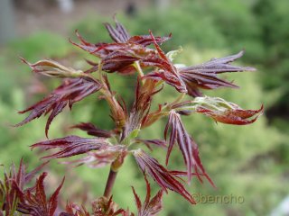 Acer palmatum 'Aratama'