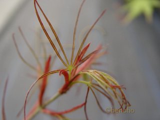 Acer palmatum 'Atrolineare'