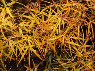 Acer palmatum 'Atrolineare'