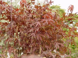 Acer palmatum 'Atropurpureum'