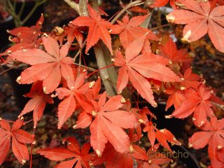 Acer palmatum 'Atropurpureum Mallet'