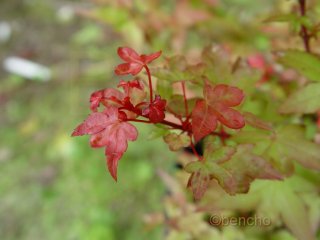 Acer palmatum 'Beni hime'