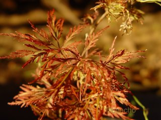 Acer palmatum 'Beni kumo no su'