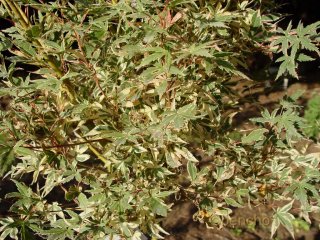 Acer palmatum 'Beni shishi henge'