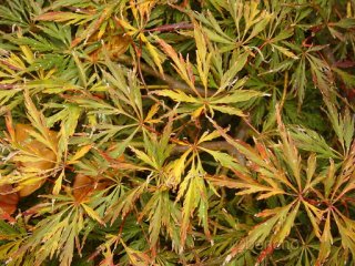 Acer palmatum 'Beni shidare'