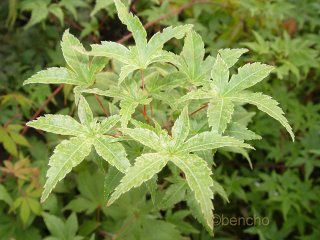 Acer palmatum 'Beni tsukasa'