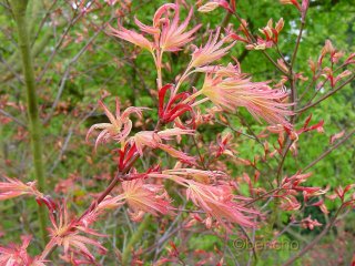 Acer palmatum 'Beni tsukasa'