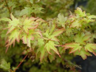 Acer palmatum 'Berry Broom'