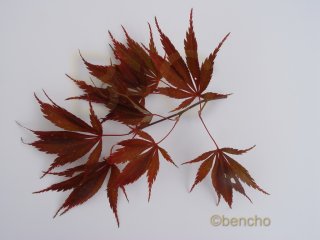 Acer palmatum 'Burgundy Lace'