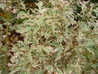 Acer palmatum 'Butterfly'