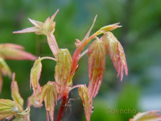 Acer palmatum 'Callico'