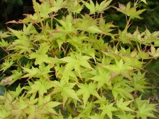 Acer palmatum 'Kyohime'