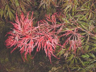 Acer palmatum 'Crimson Queen'