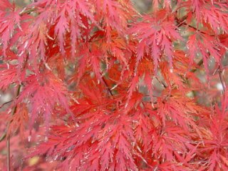 Acer palmatum 'Dentelle de Binche'