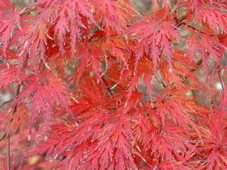 Acer palmatum 'Dentelle de Binche'