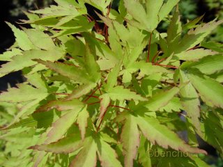 Acer palmatum 'Diana'