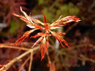 Acer palmatum 'Diana'