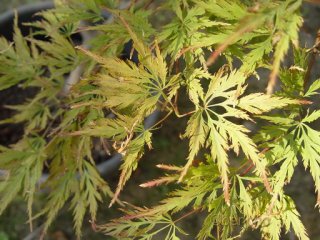 Acer palmatum 'Dissectum'