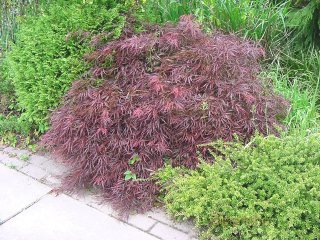 Acer palmatum 'Dissectum Nigrum'