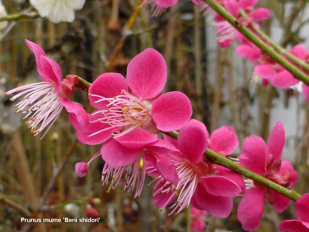 prunus mume beni shidori cece bencho140218 1b